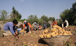 صادرکنندگان سیب‌زمینی و پیاز مشوق صادراتی می‌گیرند